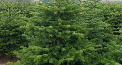 Stallholder image for Christmas Trees